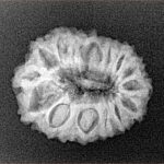 16 Mukhi Rudraksha 21.7mm 2.44gm - Xray