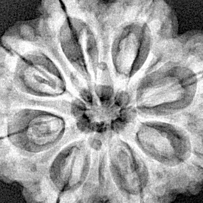 8 Mukhi Rudraksha 28.8mm 7.17gm - Xray