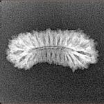 27 Mukhi Rudraksha 23.1mm 1.23gm - Xray