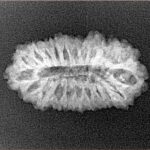 21 Mukhi Rudraksha 24.5mm 2.24gm - Xray