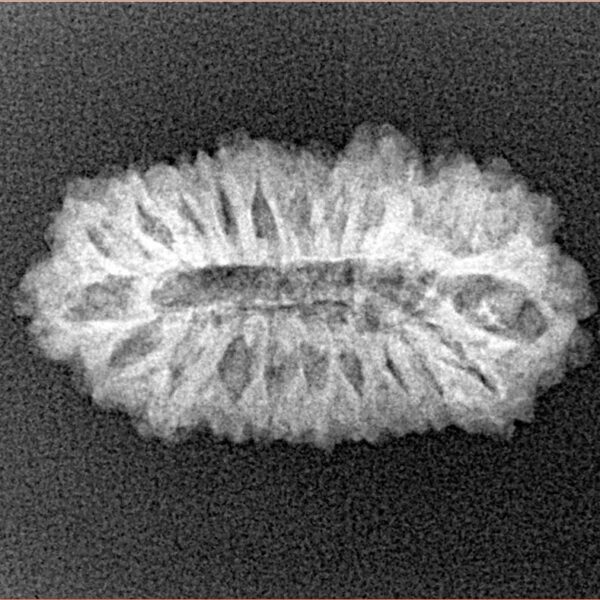 21 Mukhi Rudraksha 24.5mm 2.24gm - Xray
