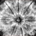 8 Mukhi Rudraksha 33mm 8gm - Xray