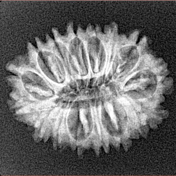 16 Mukhi Rudraksha 23.8mm 2.67gm - Xray