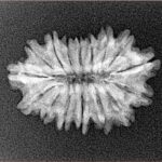 16 Mukhi Rudraksha 24mm 2.07gm - Xray
