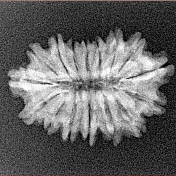 16 Mukhi Rudraksha 24mm 2.07gm - Xray
