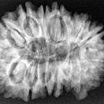 16 Mukhi Rudraksha 31.9mm 6.11gm - Xray