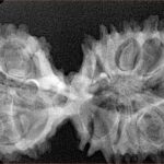 17 Mukhi Mini Trijuti 38.3mm 5.49gm - Xray