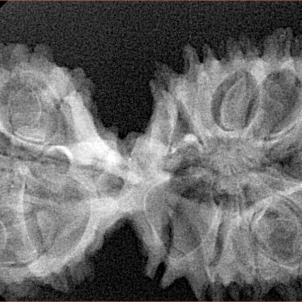17 Mukhi Mini Trijuti 38.3mm 5.49gm - Xray