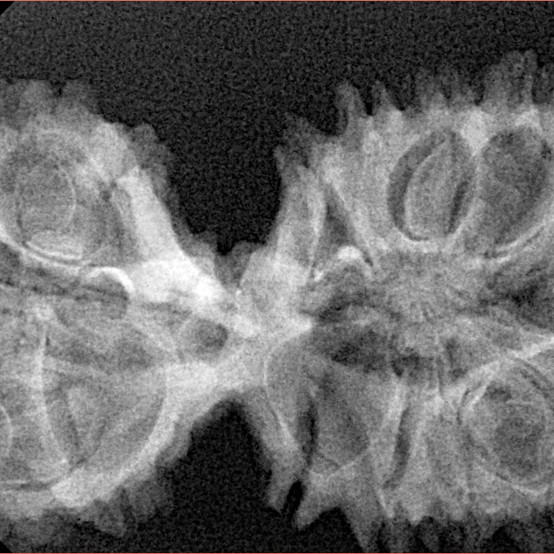 17 Mukhi Mini Trijuti 38.3mm 5.49gm - Xray