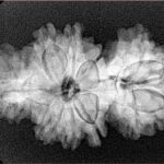 14 Mukhi Trijuti 32.3mm 4.8gm - Xray
