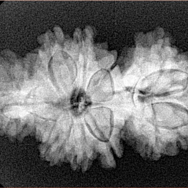 14 Mukhi Trijuti 32.3mm 4.8gm - Xray