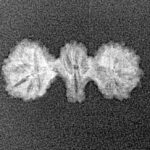 16 Mukhi Trijuti 19.8mm 0.72gm - Xray