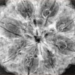 8 Mukhi Rudraksha 33.3mm 7.43gm - Xray