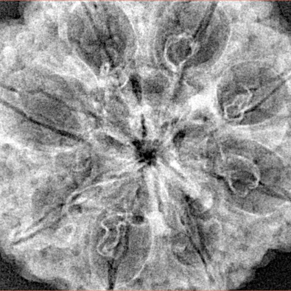 8 Mukhi Rudraksha 33.3mm 7.43gm - Xray
