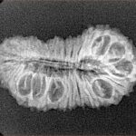 30 Mukhi Rudraksha 28mm 2.54gm - Xray