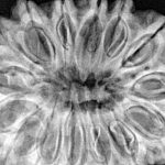 15 Mukhi Rudraksha 37.5mm 10gm - Xray