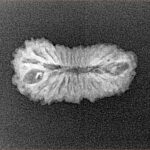 25 Mukhi Rudraksha 21.5mm 1.23gm - Xray