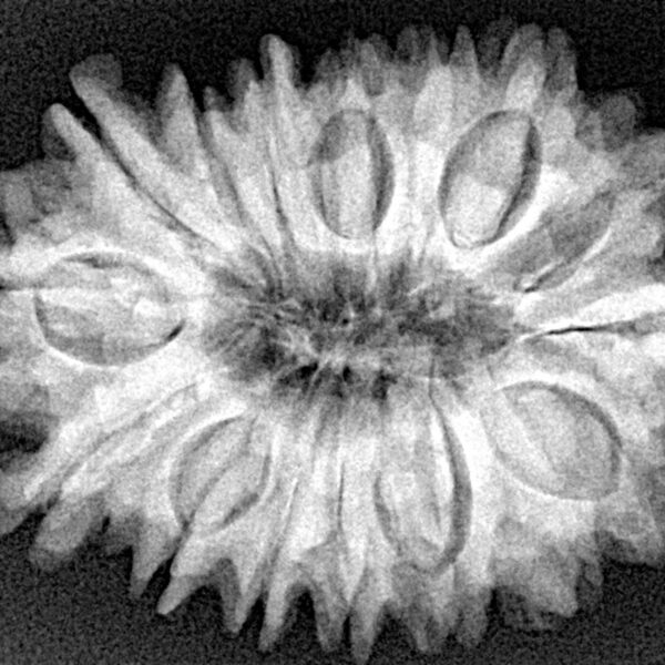 16 Mukhi Rudraksha 30.9mm 3.2gm - Xray