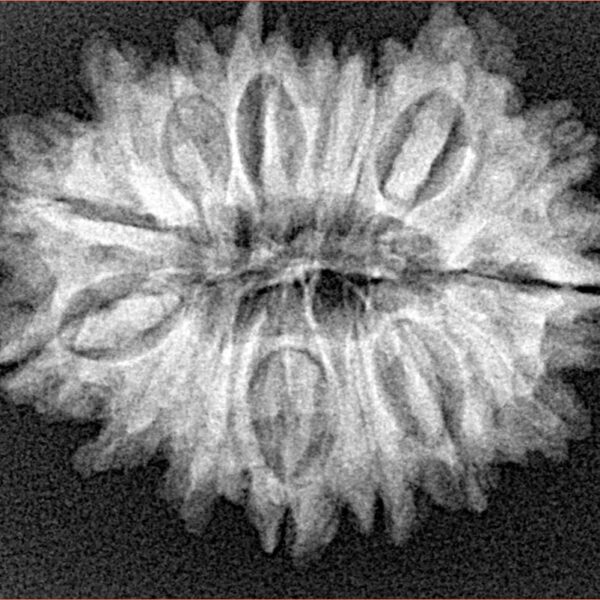 16 Mukhi Rudraksha 27.9mm 4.15gm - Xray