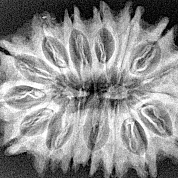 16 Mukhi Rudraksha 32.7mm 5.4gm - Xray