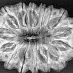15 Mukhi Rudraksha 32.8mm 5.63gm - Xray