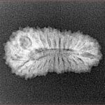 25 Mukhi Rudraksha 24.1mm 1.9gm - Xray