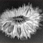 18 Mukhi Rudraksha 25.7mm 3.15gm - Xray