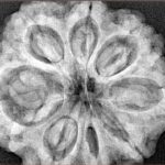 8 Mukhi Rudraksha 32.5mm 8.29gm - Xray