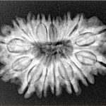 16 Mukhi Rudraksha 28.9mm 4.53gm - Xray