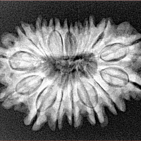 16 Mukhi Rudraksha 28.9mm 4.53gm - Xray