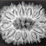 13 Mukhi Rudraksha 31mm 6.17gm - Xray