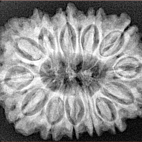 13 Mukhi Rudraksha 31mm 6.17gm - Xray