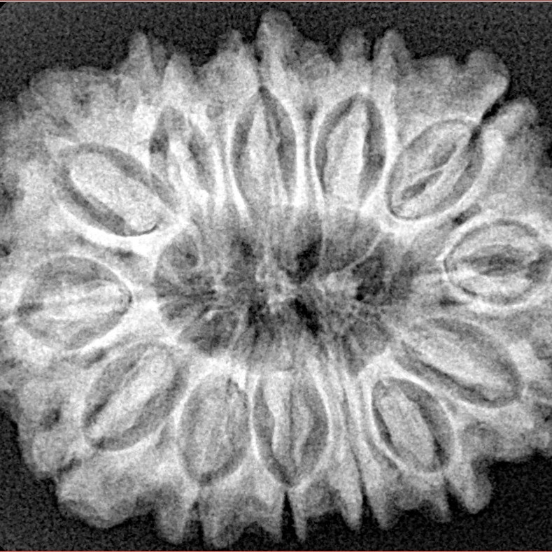 13 Mukhi Rudraksha 31mm 6.17gm - Xray