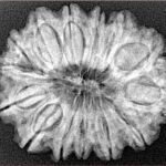 14 Mukhi Rudraksha 28.7mm 4.9gm - Xray
