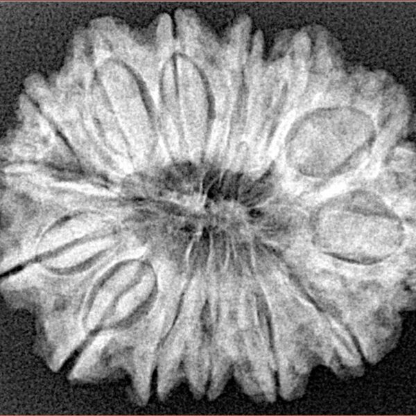 14 Mukhi Rudraksha 28.7mm 4.9gm - Xray
