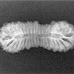 38 Mukhi Rudraksha 28.1mm 1.77gm - Xray