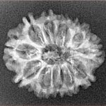12 Mukhi Rudraksha 24.4mm 2.1gm - Xray