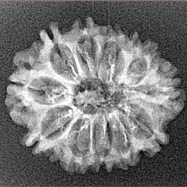12 Mukhi Rudraksha 24.4mm 2.1gm - Xray