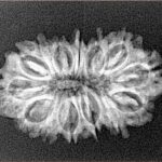14 Mukhi Rudraksha 27mm 2.64gm - Xray