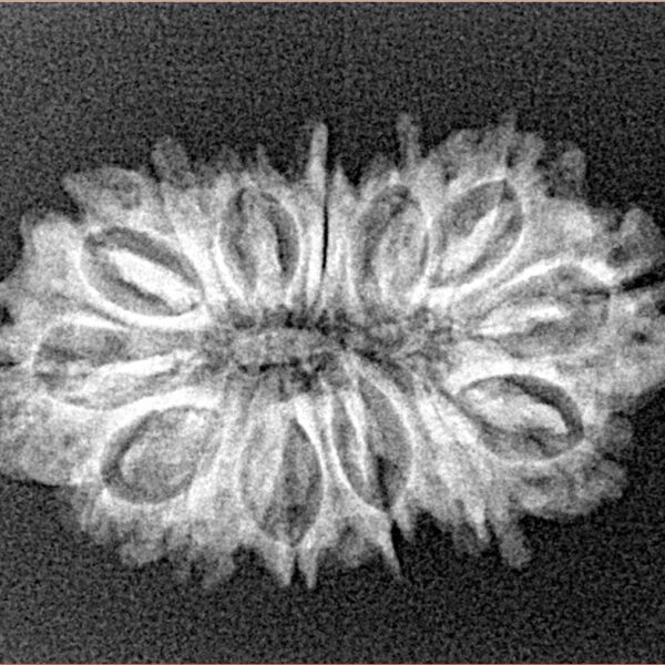 14 Mukhi Rudraksha 27mm 2.64gm - Xray