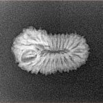 22 Mukhi Rudraksha 19.5mm 1.14gm - Xray