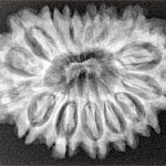 16 Mukhi Rudraksha 31.6mm 5.48gm - Xray