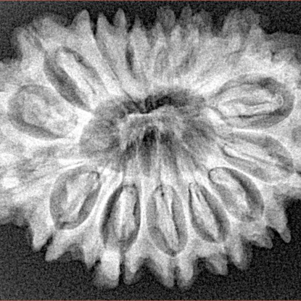 16 Mukhi Rudraksha 31.6mm 5.48gm - Xray