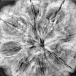 8 Mukhi Rudraksha 34mm 8.72gm - Xray