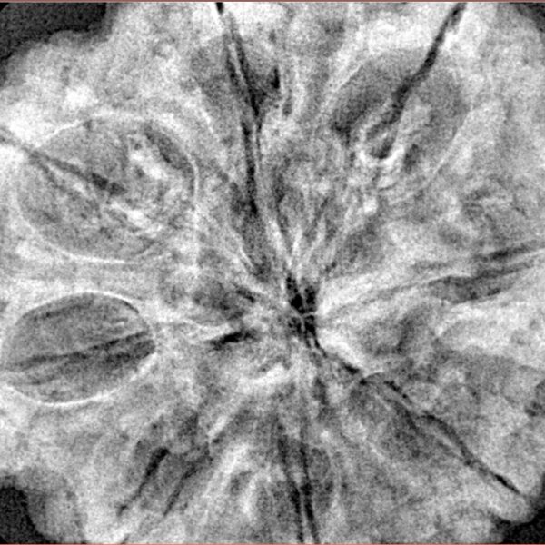 8 Mukhi Rudraksha 34mm 8.72gm - Xray