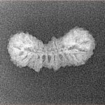 28 Mukhi Rudraksha 21.6mm 0.7gm - Xray