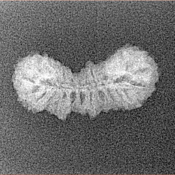 28 Mukhi Rudraksha 21.6mm 0.7gm - Xray