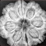 8 Mukhi Rudraksha 28.3mm 7.39gm - Xray