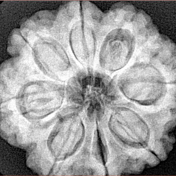 8 Mukhi Rudraksha 28.3mm 7.39gm - Xray