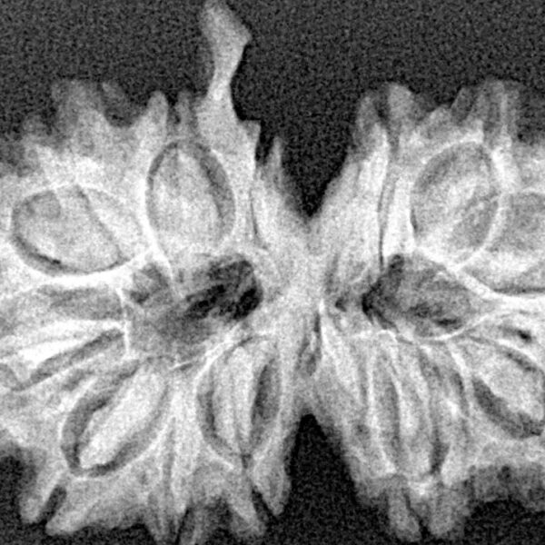 14 Mukhi G.S & Ganesh 31.7mm 4.52gm - Xray